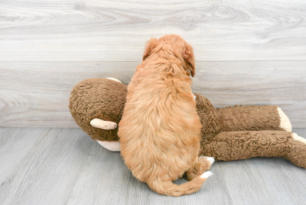 Mini Goldendoodle Puppy for Adoption