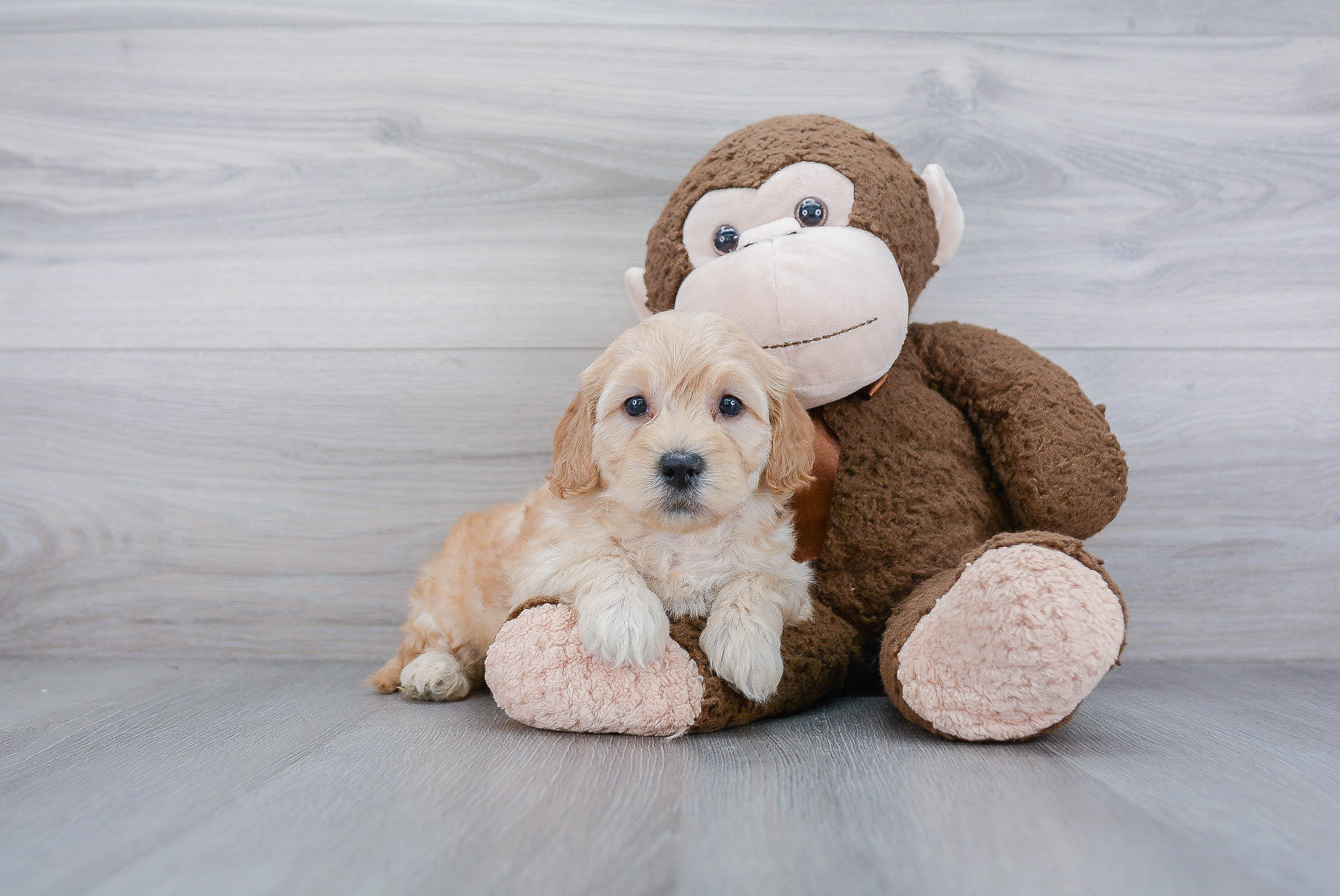 Smart Mini Goldendoodle Poodle Mix Pup
