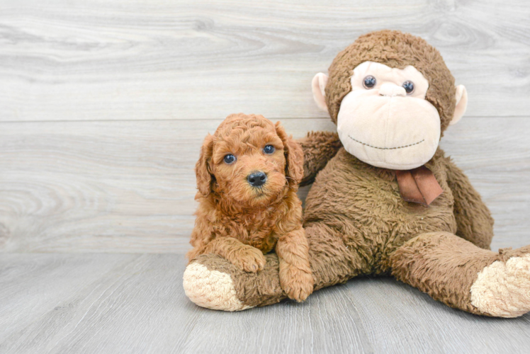 Fluffy Mini Goldendoodle Poodle Mix Pup