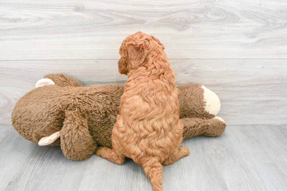 Mini Goldendoodle Puppy for Adoption