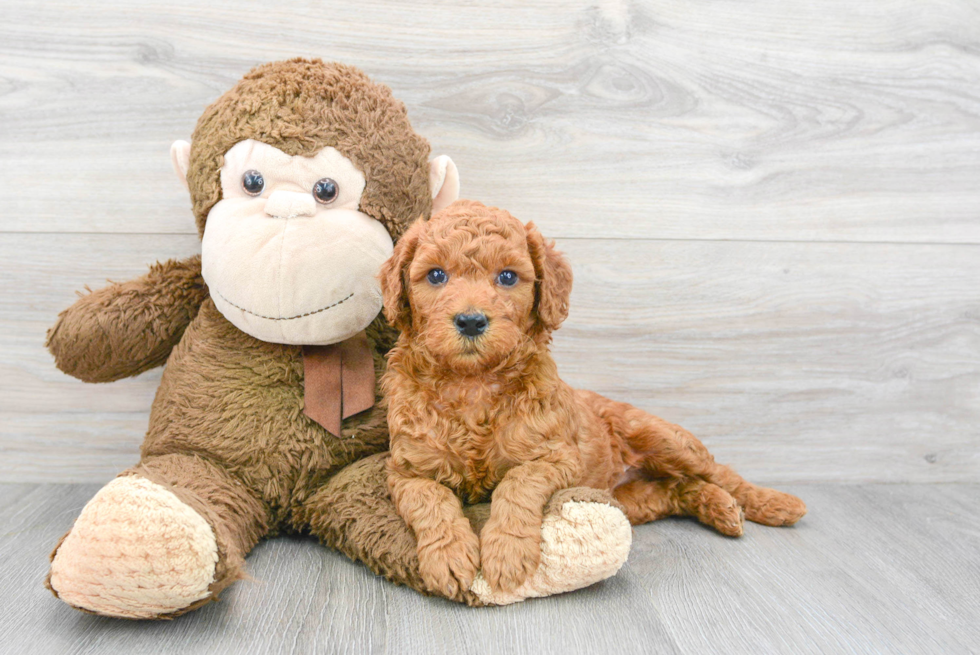 Mini Goldendoodle Pup Being Cute