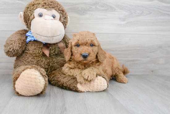 Popular Mini Goldendoodle Poodle Mix Pup