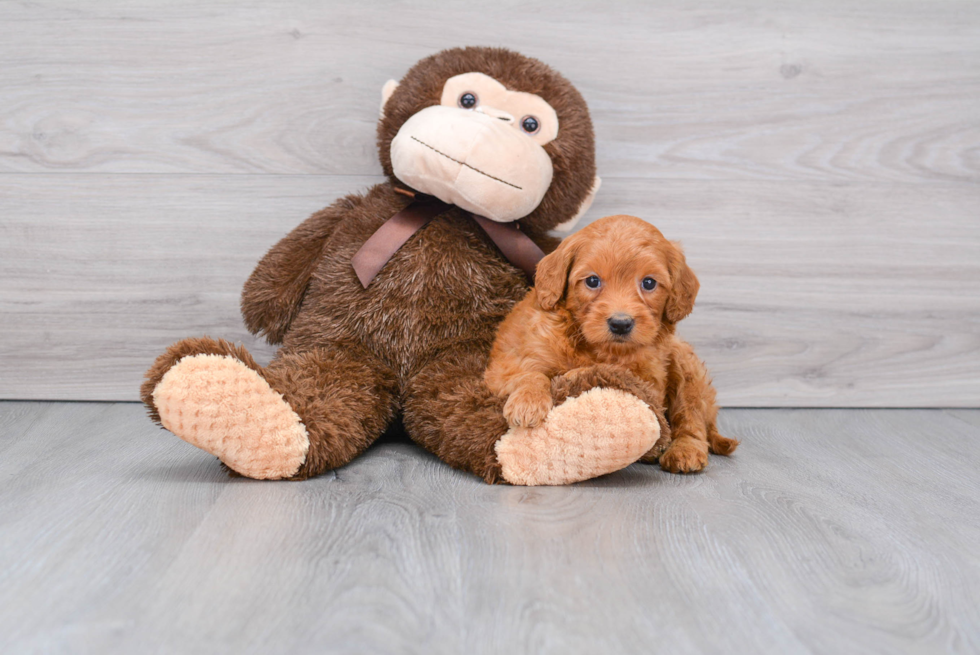 Best Mini Goldendoodle Baby