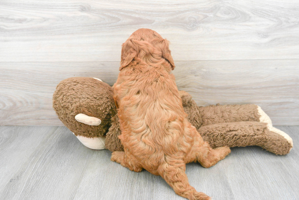 Mini Goldendoodle Pup Being Cute