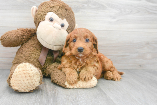 Mini Goldendoodle Puppy for Adoption