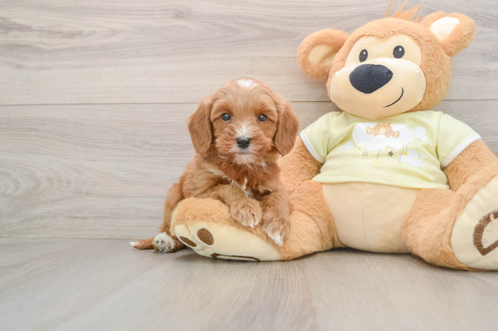 Mini Goldendoodle Puppy for Adoption
