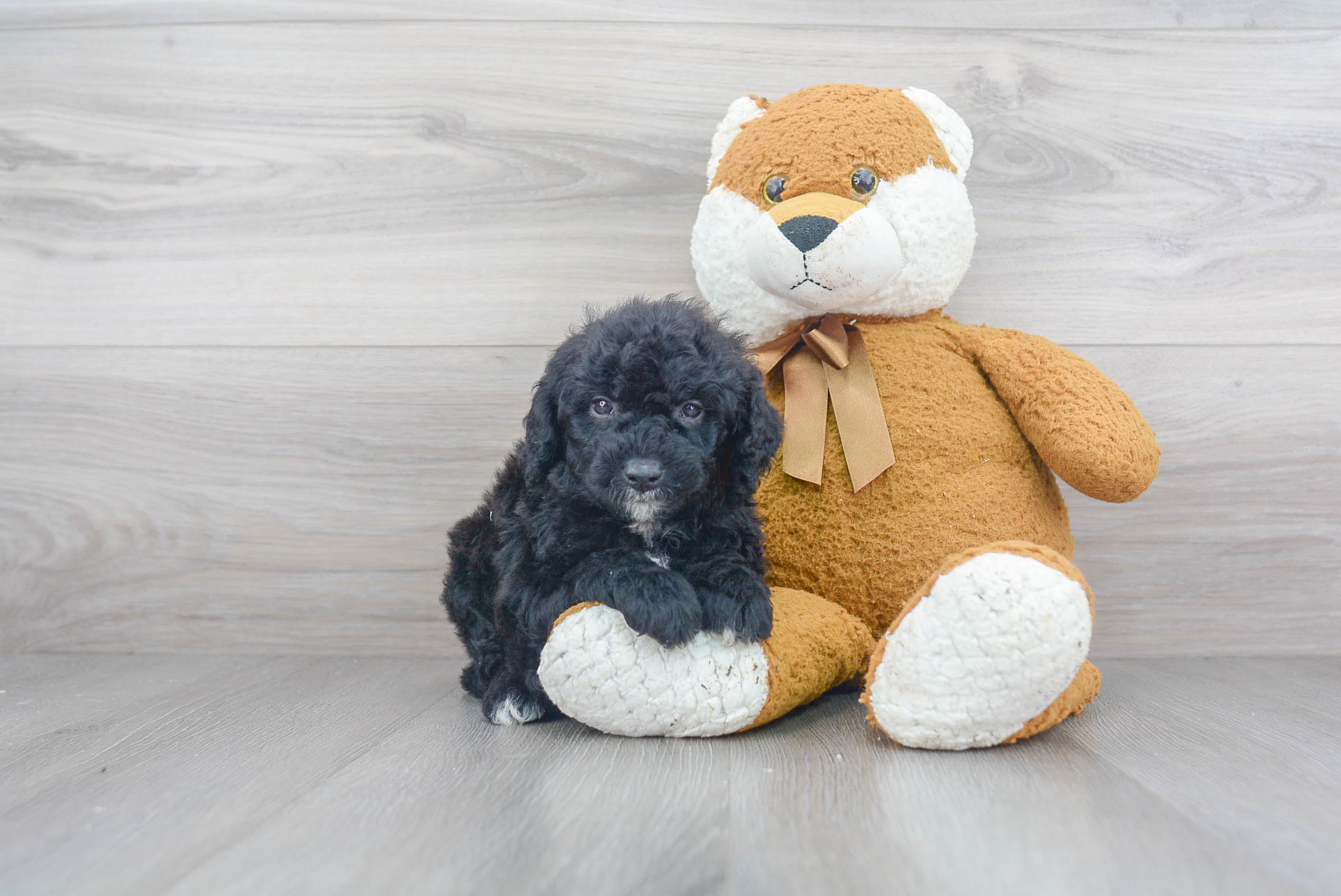 Best Mini Goldendoodle Baby
