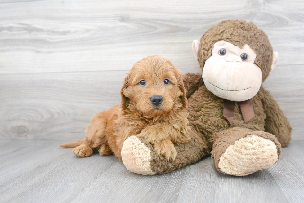 Mini Goldendoodle Puppy for Adoption