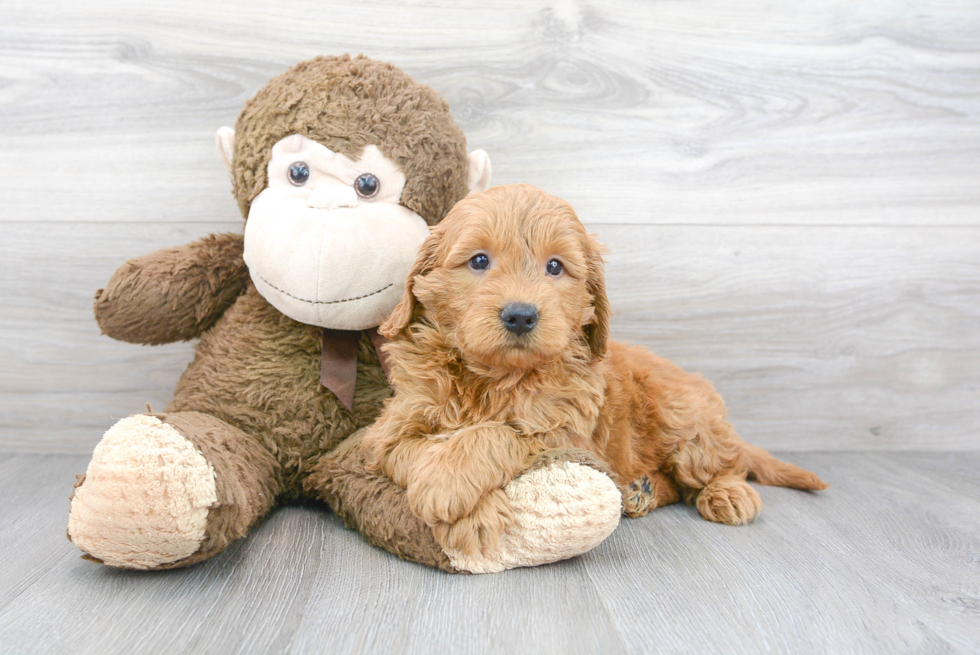 Mini Goldendoodle Pup Being Cute
