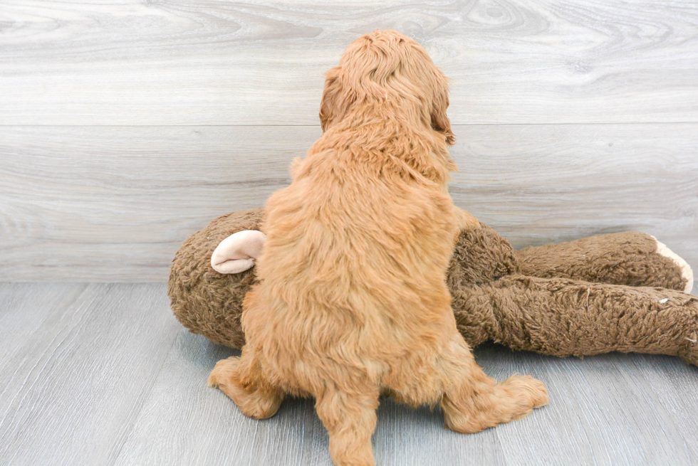 Energetic Golden Retriever Poodle Mix Puppy