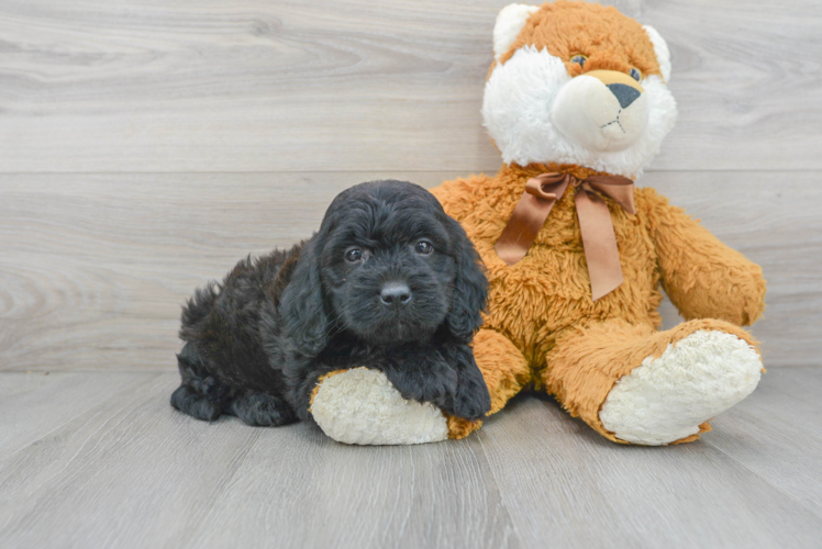 Mini Goldendoodle Pup Being Cute
