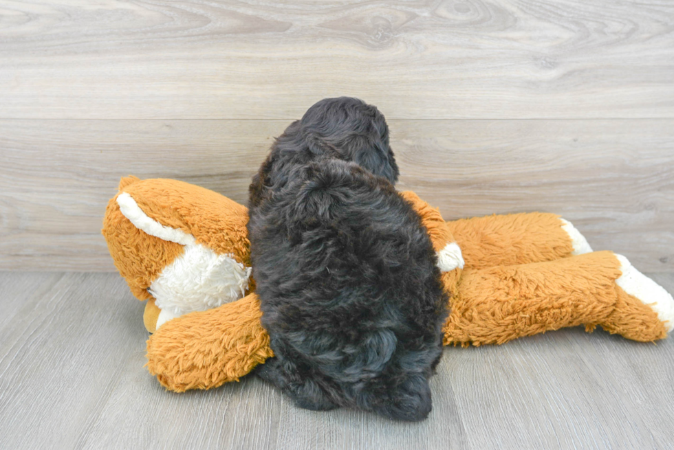 Mini Goldendoodle Puppy for Adoption