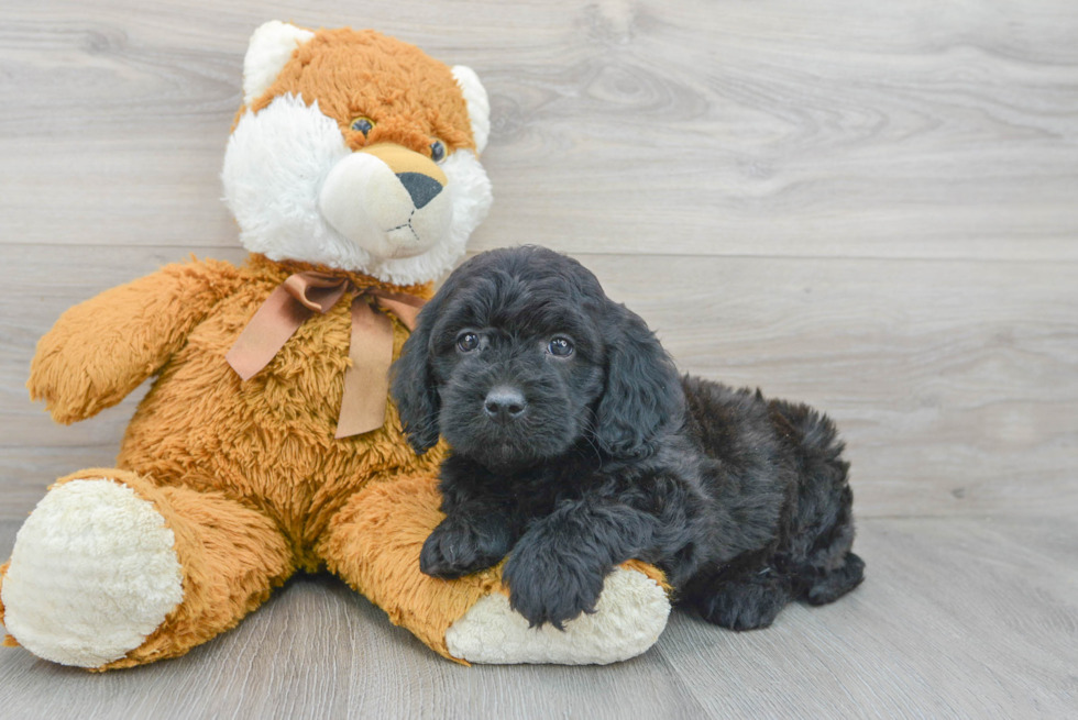 Energetic Golden Retriever Poodle Mix Puppy