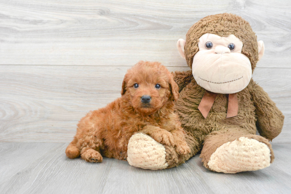 Small Mini Goldendoodle Baby