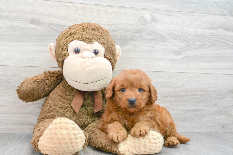 Petite Mini Goldendoodle Poodle Mix Pup