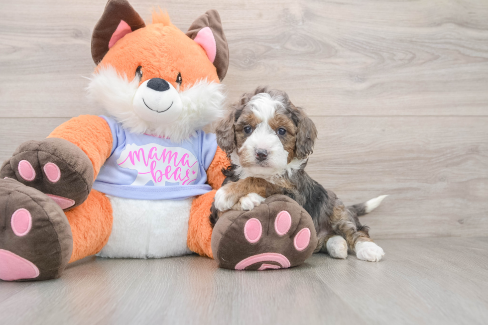 Sweet Mini Goldendoodle Baby