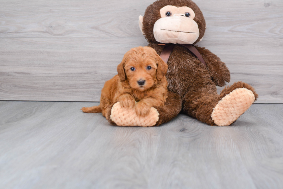 Happy Mini Goldendoodle Baby