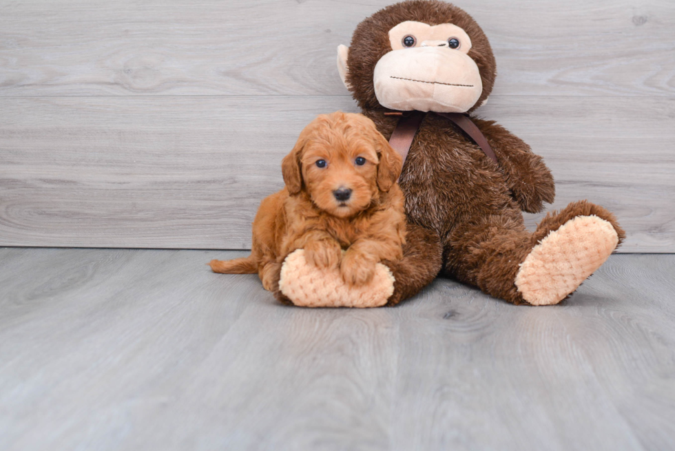 Small Mini Goldendoodle Baby
