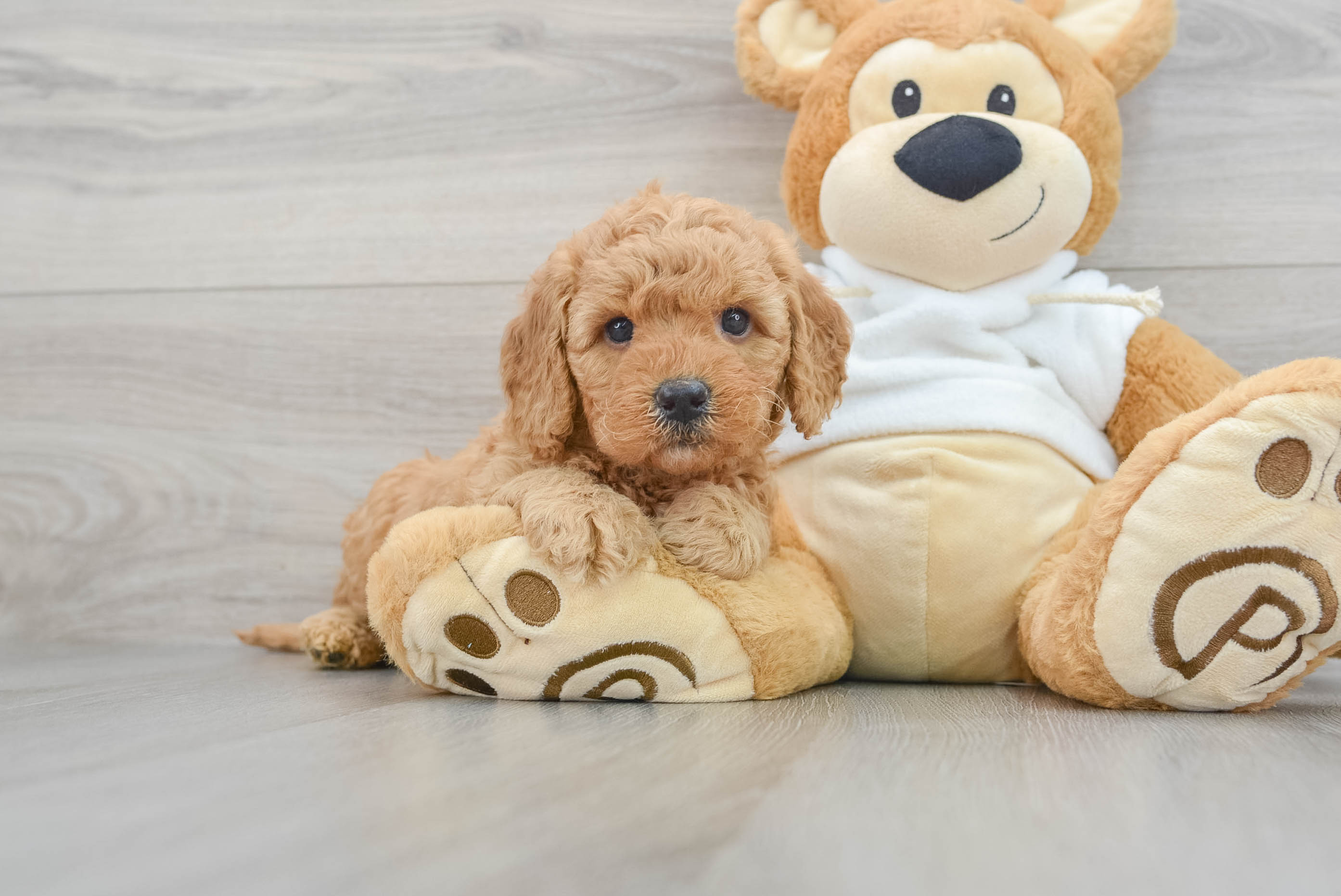 Popular Mini Goldendoodle Poodle Mix Pup