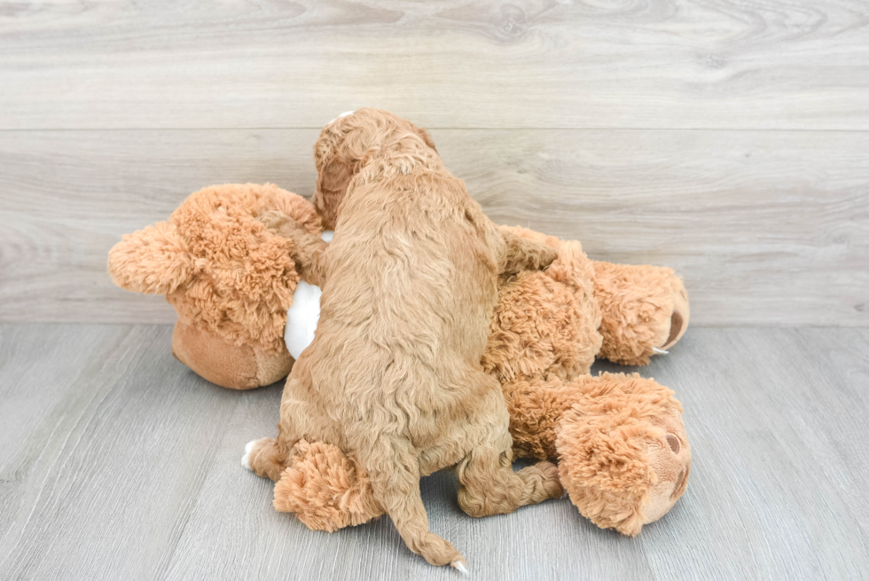 Playful Golden Retriever Poodle Mix Puppy