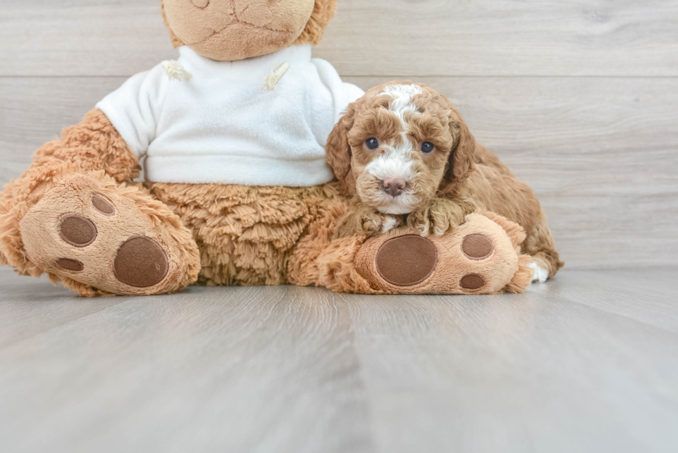 Mini Goldendoodle Pup Being Cute