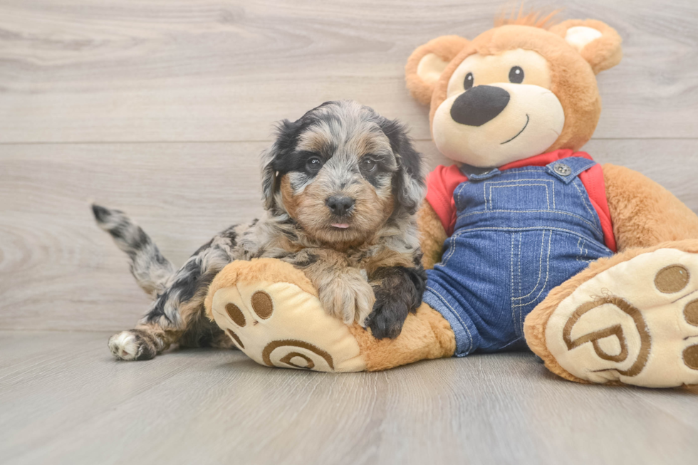 Funny Mini Goldendoodle Poodle Mix Pup