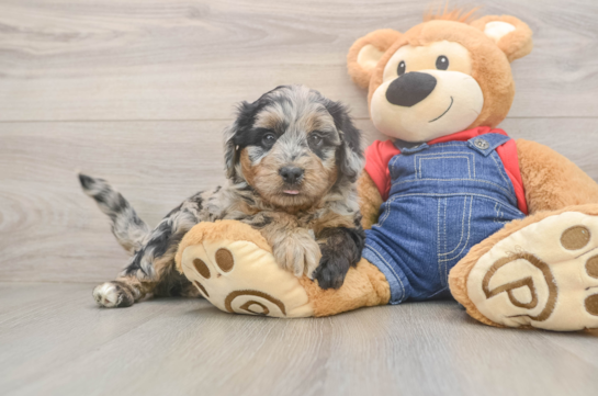 Funny Mini Goldendoodle Poodle Mix Pup