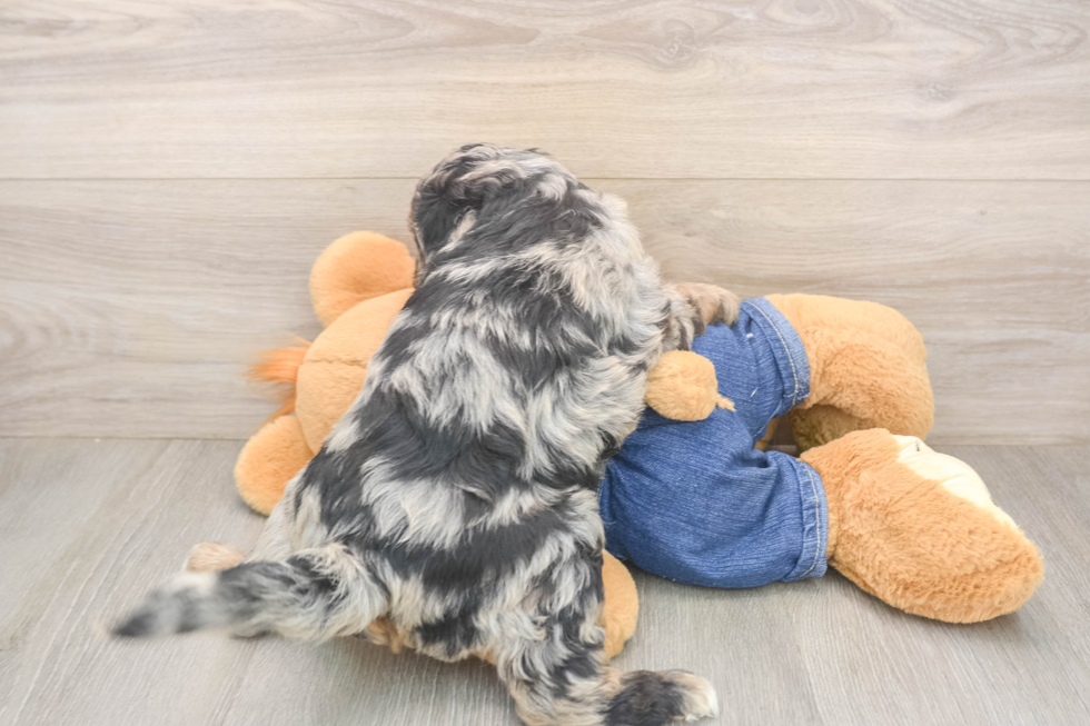 Mini Goldendoodle Pup Being Cute