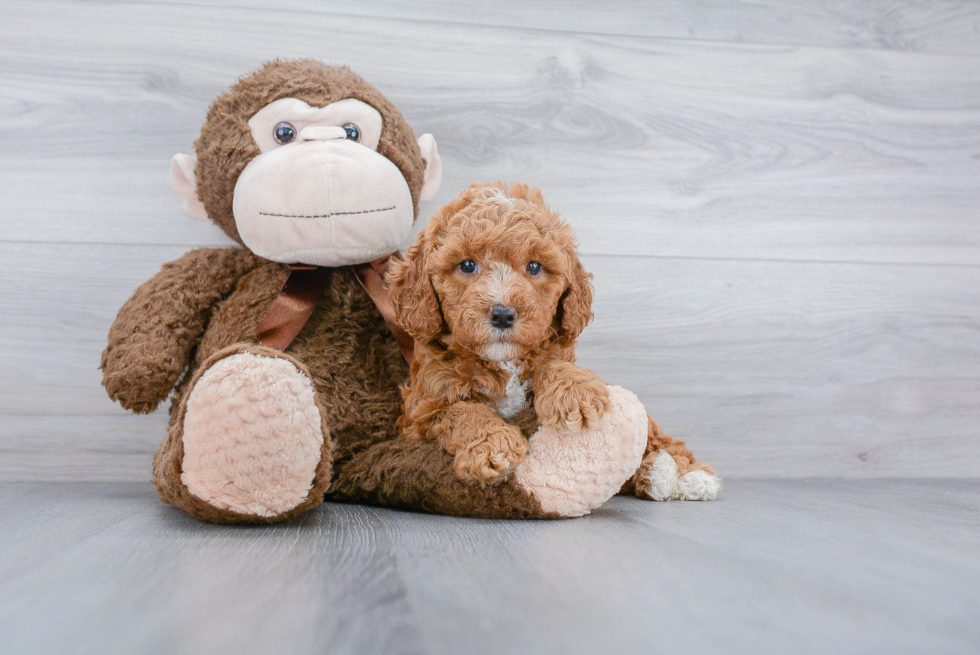 Hypoallergenic Golden Retriever Poodle Mix Puppy
