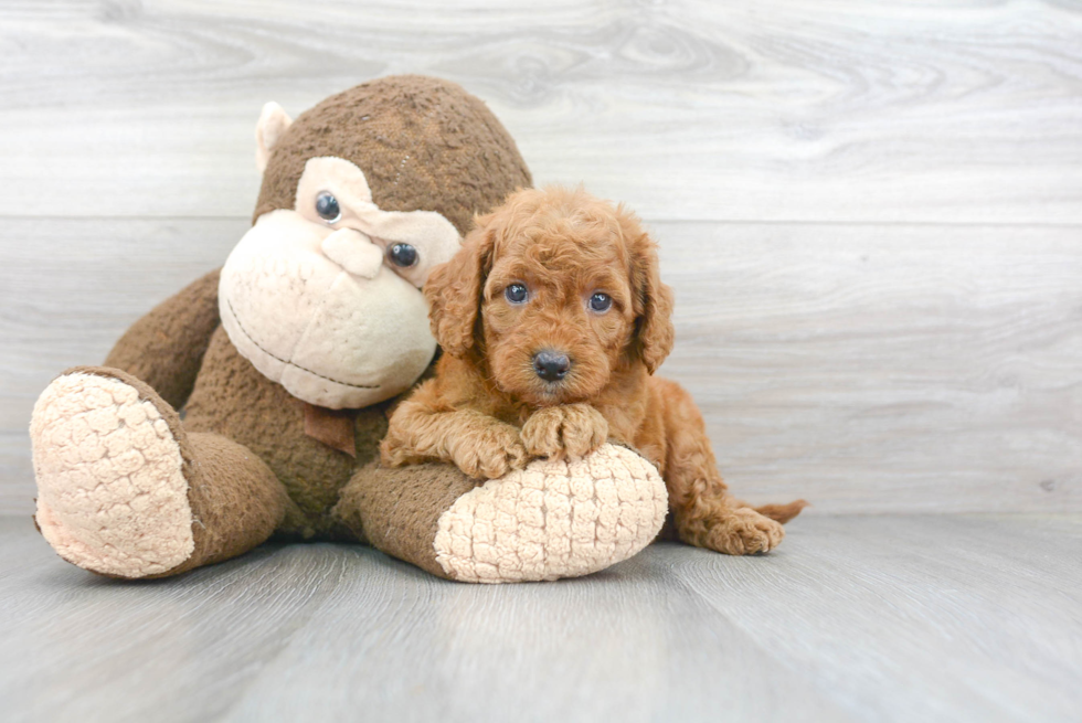 Best Mini Goldendoodle Baby