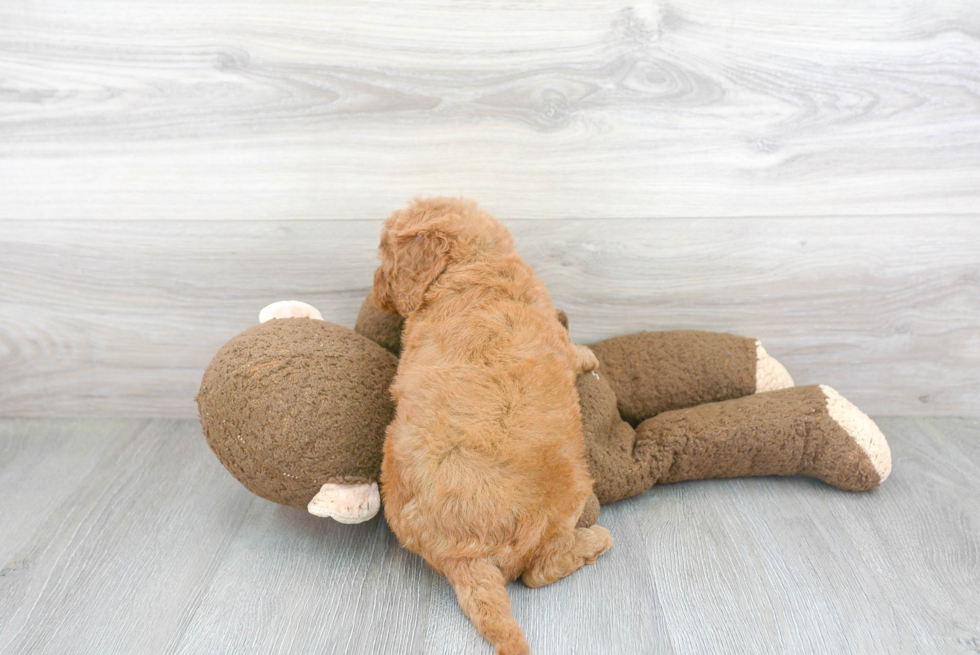 Mini Goldendoodle Puppy for Adoption
