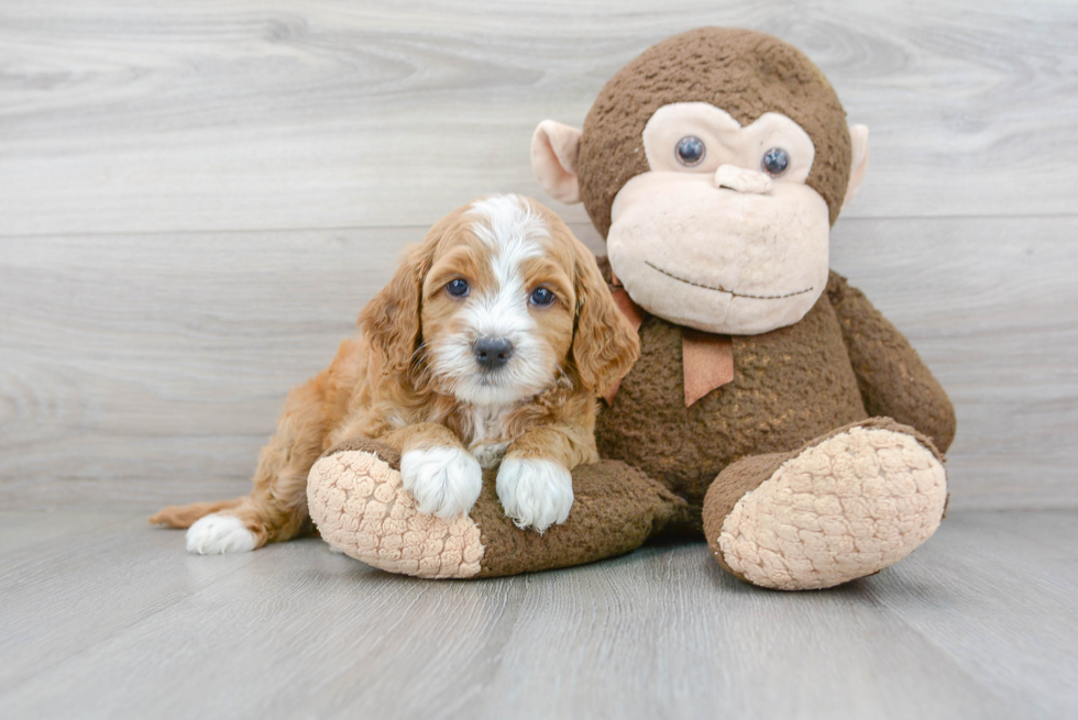 Petite Mini Goldendoodle Poodle Mix Pup