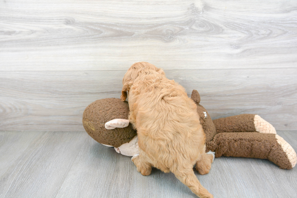 Mini Goldendoodle Pup Being Cute