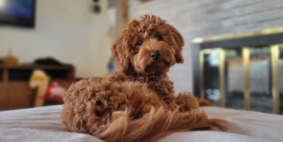 Are Mini Goldendoodles Good Dogs? A Friendly Introduction
