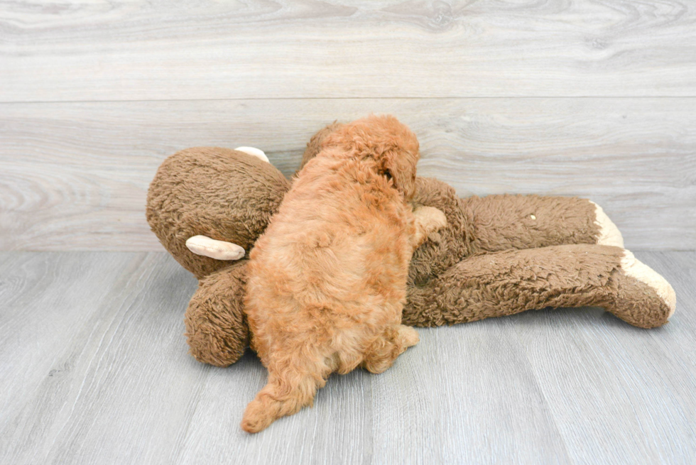 Mini Goldendoodle Pup Being Cute