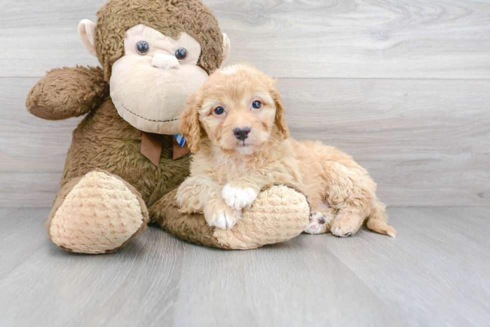 Mini Goldendoodle Puppy for Adoption