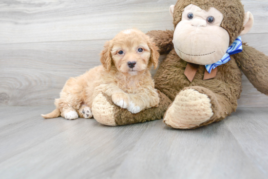 Fluffy Mini Goldendoodle Poodle Mix Pup