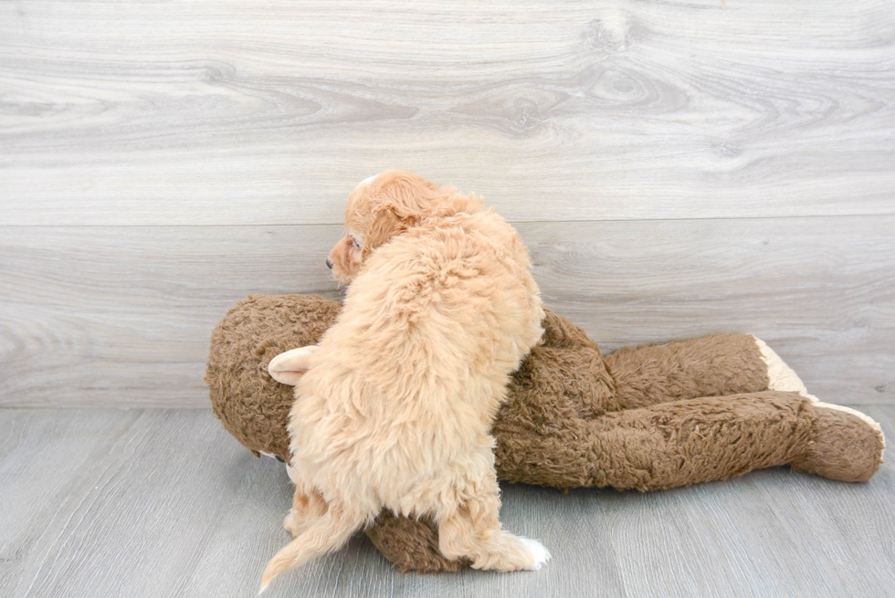 Hypoallergenic Golden Retriever Poodle Mix Puppy