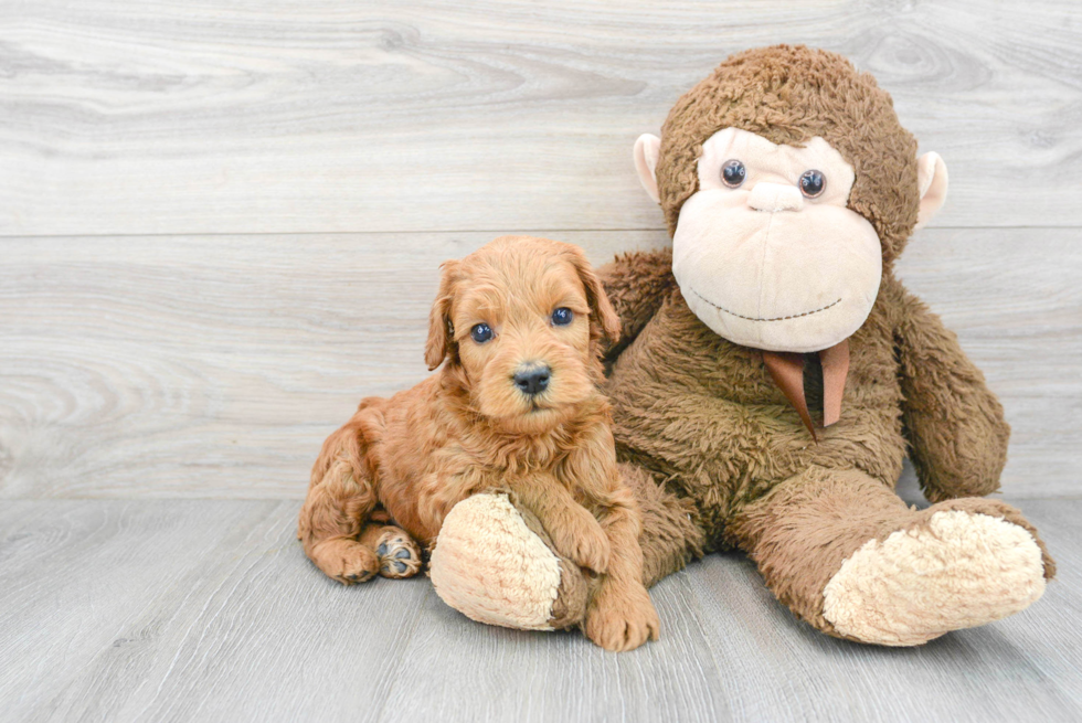 Friendly Mini Goldendoodle Baby
