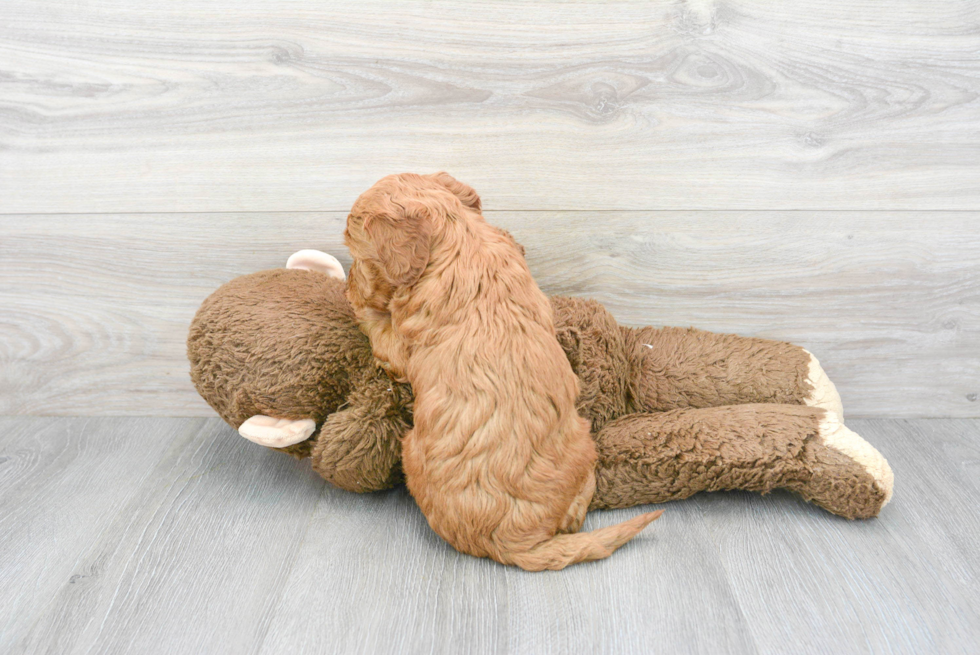 Fluffy Mini Goldendoodle Poodle Mix Pup