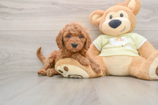 Energetic Golden Doodle Poodle Mix Puppy