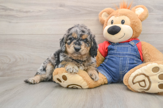Mini Goldendoodle Puppy for Adoption