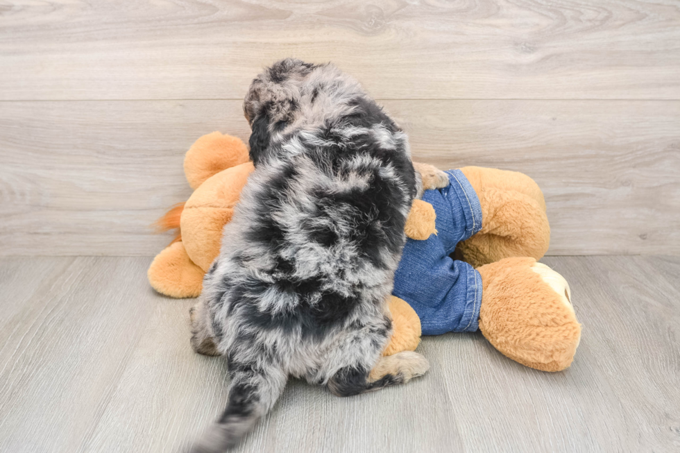 Friendly Mini Goldendoodle Baby