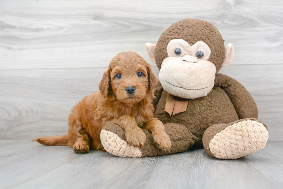 Mini Goldendoodle Puppy for Adoption