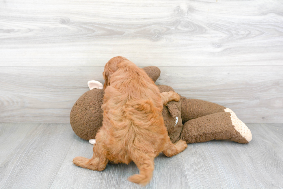 Best Mini Goldendoodle Baby