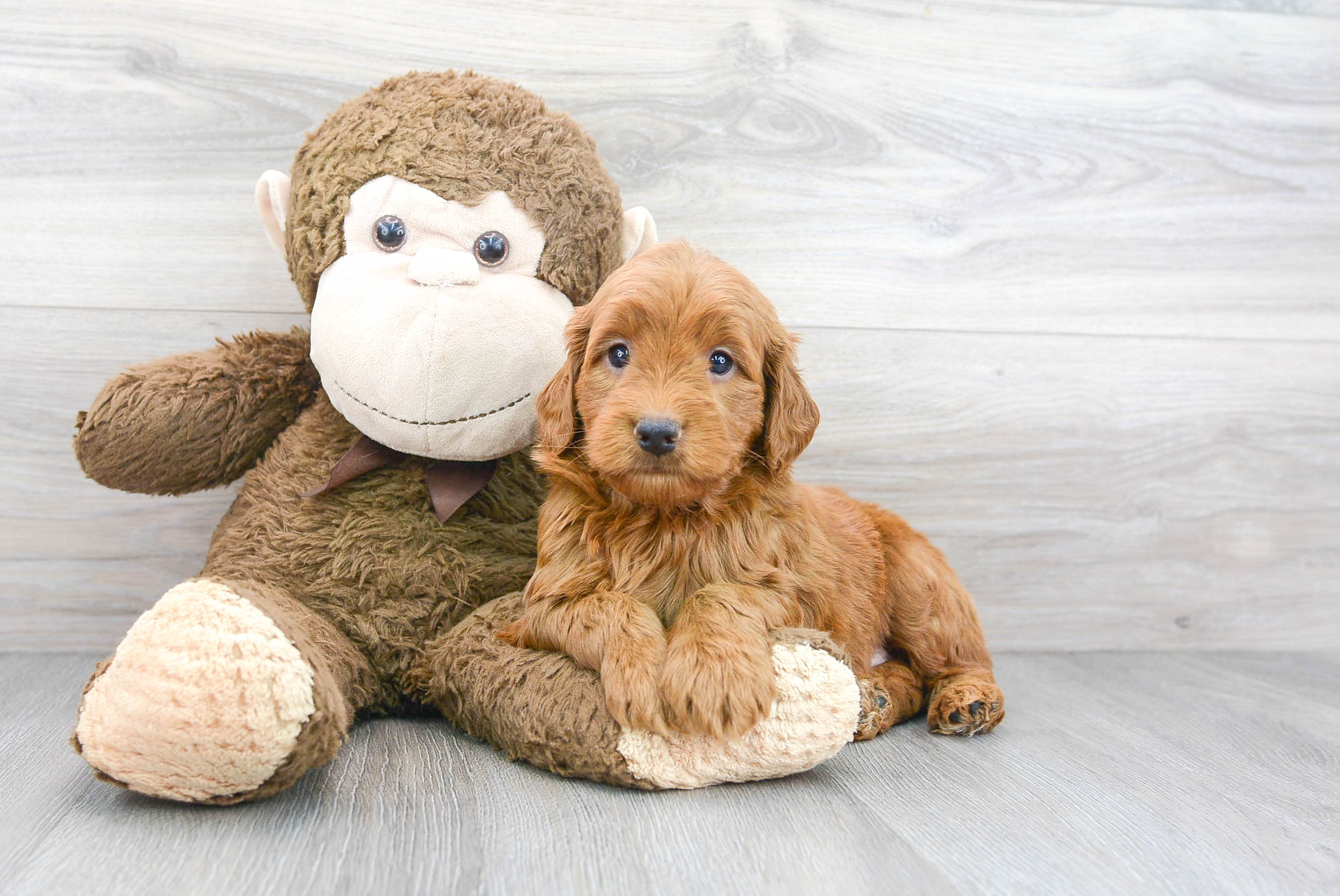 Petite Mini Goldendoodle Poodle Mix Pup