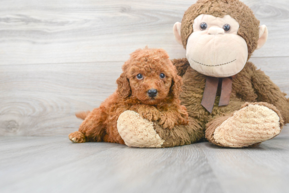 Playful Golden Retriever Poodle Mix Puppy