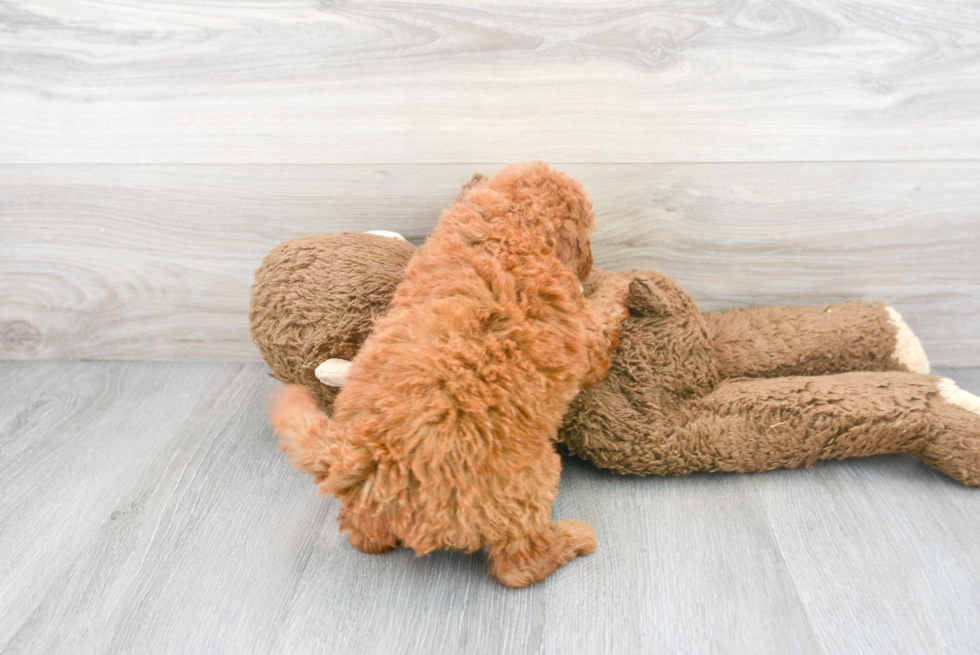 Mini Goldendoodle Pup Being Cute