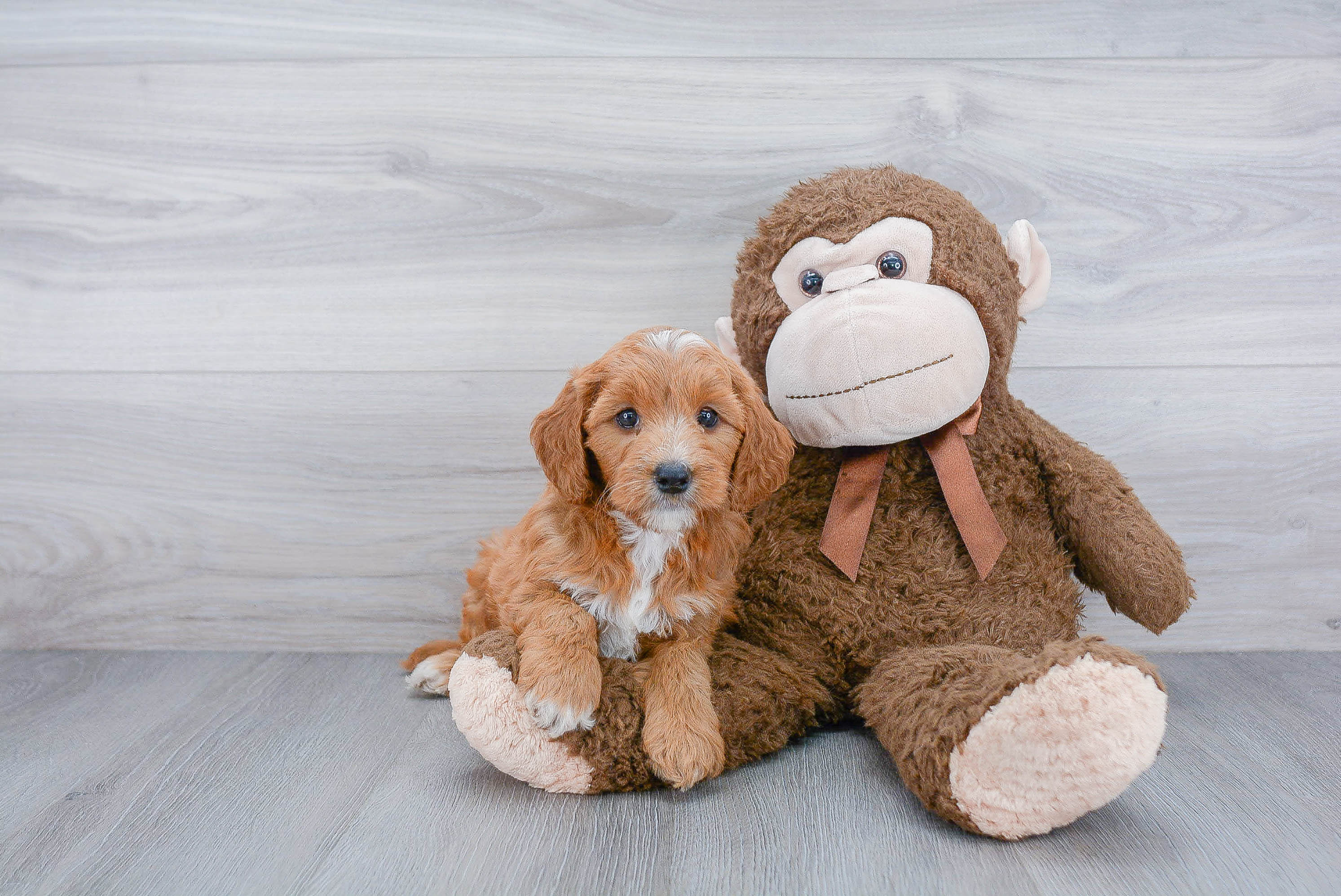 Mini Goldendoodle Puppy for Adoption