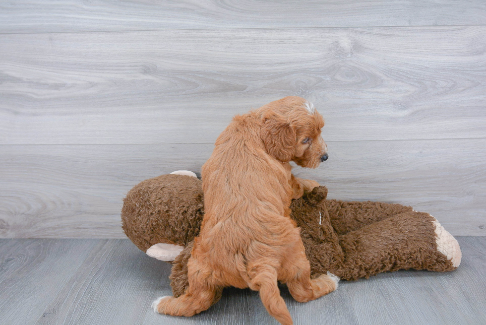 Hypoallergenic Golden Retriever Poodle Mix Puppy